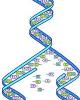 Bài 1: Gen, mã di truyền sự tự nhân đôi ADN