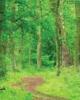 Ứng dụng mô hình rừng ổn định (Sustainable Forest Model) trong quản lý rừng cộng
